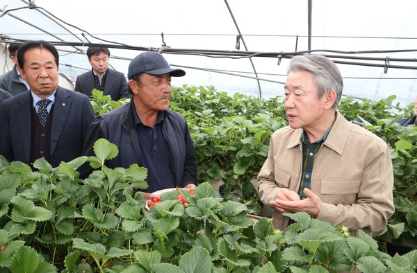 사진=강호동 농협중앙회장(맨 오른쪽)이 22일 충남 부여군 딸기농가를 방문해 일조량 부족 농작물 피해상황을 살피고 있다./농협중앙회제공