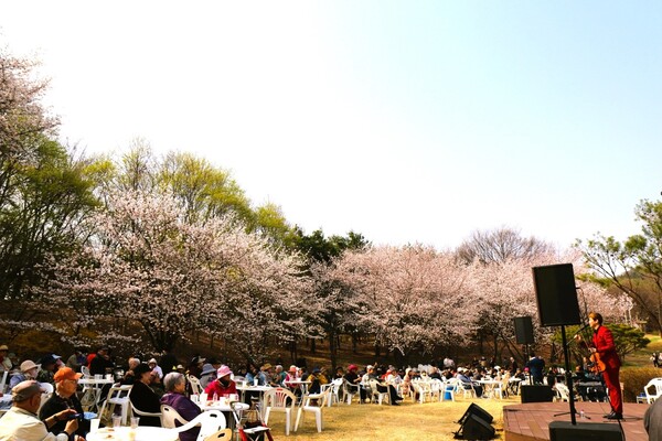 지난 7일 삼성노블카운티에서 화창한 봄날씨 속에서 입주 어르신과 지역 주민 약 250명이 함께한 가운데 벚꽃축제가 열렸다./사진=삼성노블카운티